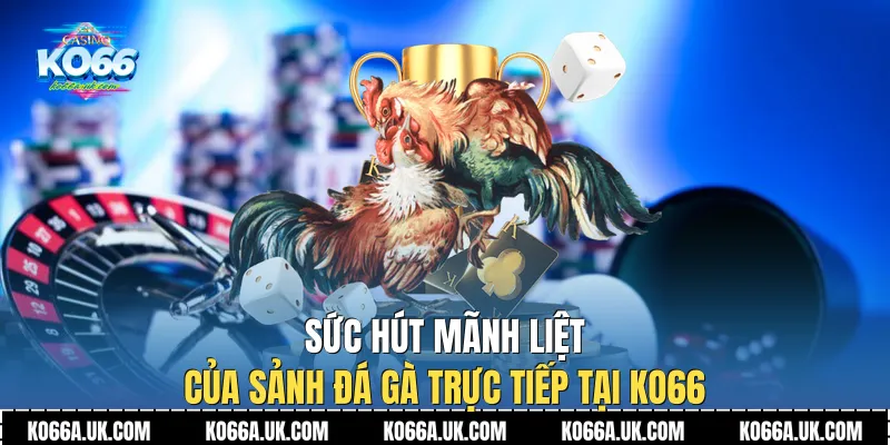 Sức hút mãnh liệt của sảnh Đá Gà Trực Tiếp tại Ko66
